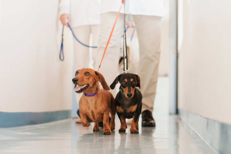 doggies-in-a-hallway.png