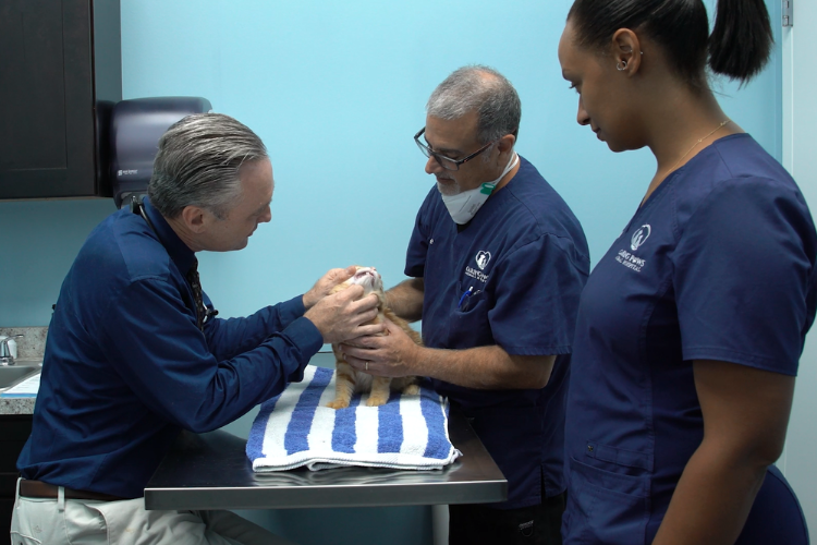 doctors-doing-dental-exam-on-feline-patient.png