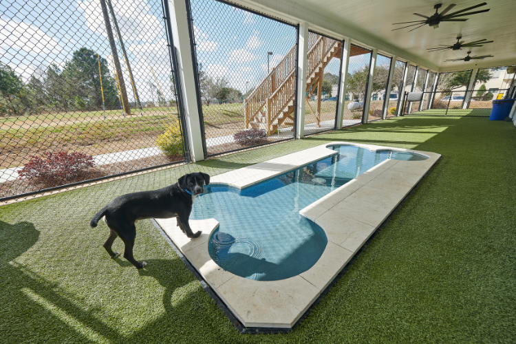 bone-shaped-dog-pool.png