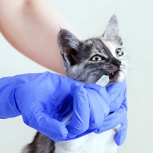 cat-hyperthyroidism_blog-500-x-500.jpg