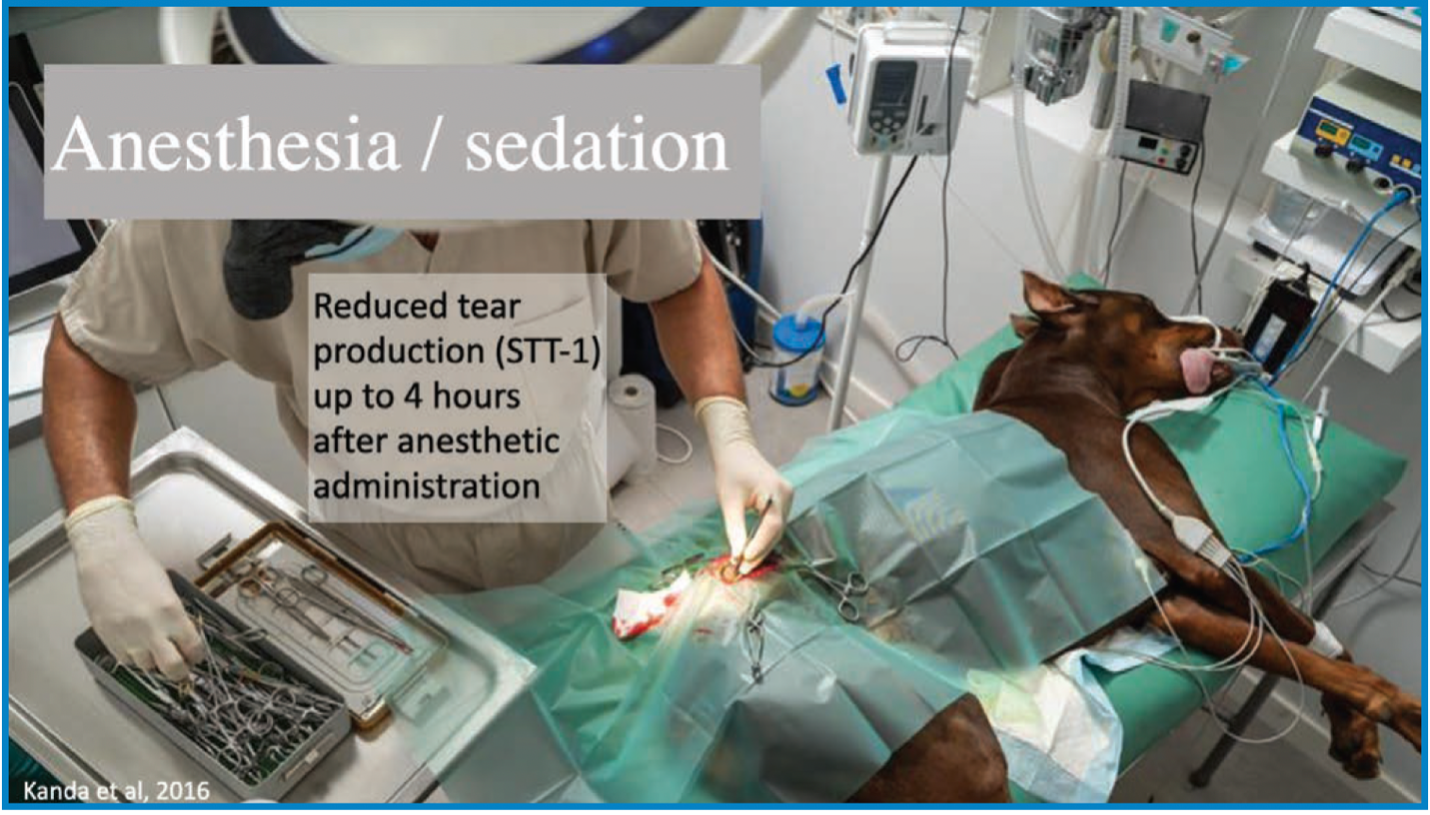 AnesthesiaDog23.png
